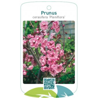 Prunus cerasifera ‘Pleniflora’
