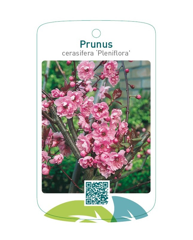 Prunus cerasifera ‘Pleniflora’