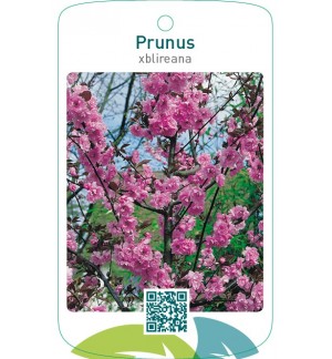 Prunus xblireana
