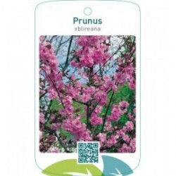 Prunus xblireana