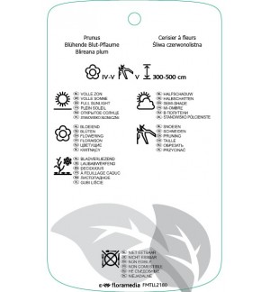 Etichette di Prunus xblireana *