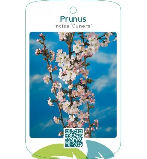 Prunus incisa ‘Cunera’