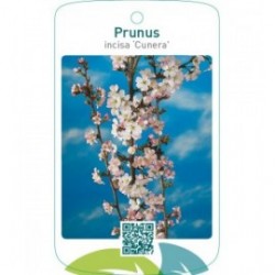 Prunus incisa ‘Cunera’