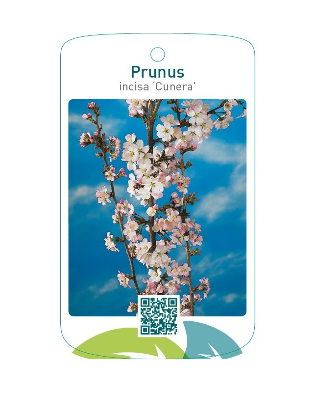 Prunus incisa ‘Cunera’