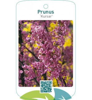 Prunus ‘Kursar’
