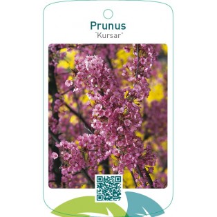 Prunus ‘Kursar’
