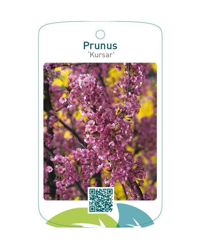 Prunus ‘Kursar’