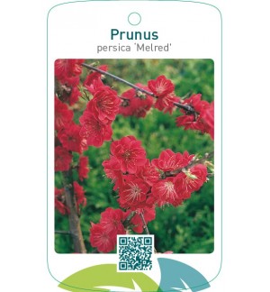 Prunus persica ‘Melred’