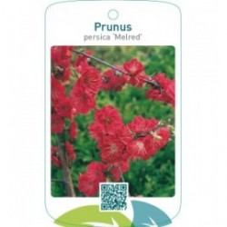 Prunus persica ‘Melred’