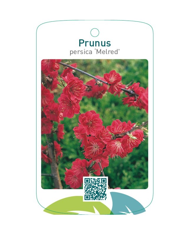 Prunus persica ‘Melred’