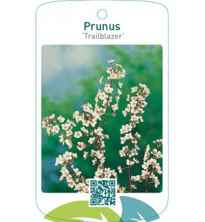 Prunus ‘Trailblazer’