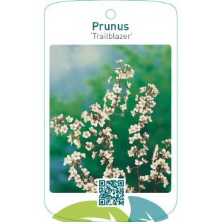 Prunus ‘Trailblazer’