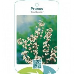 Prunus ‘Trailblazer’