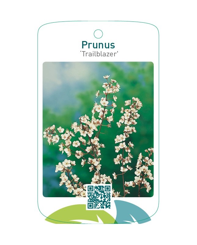 Prunus ‘Trailblazer’
