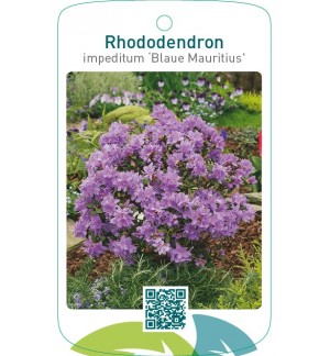 Rhododendron impeditum ‘Blaue Mauritius’