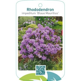 Rhododendron impeditum ‘Blaue Mauritius’
