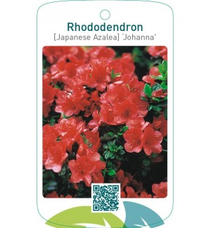 Rhododendron [Japanese Azalea] ‘Johanna’