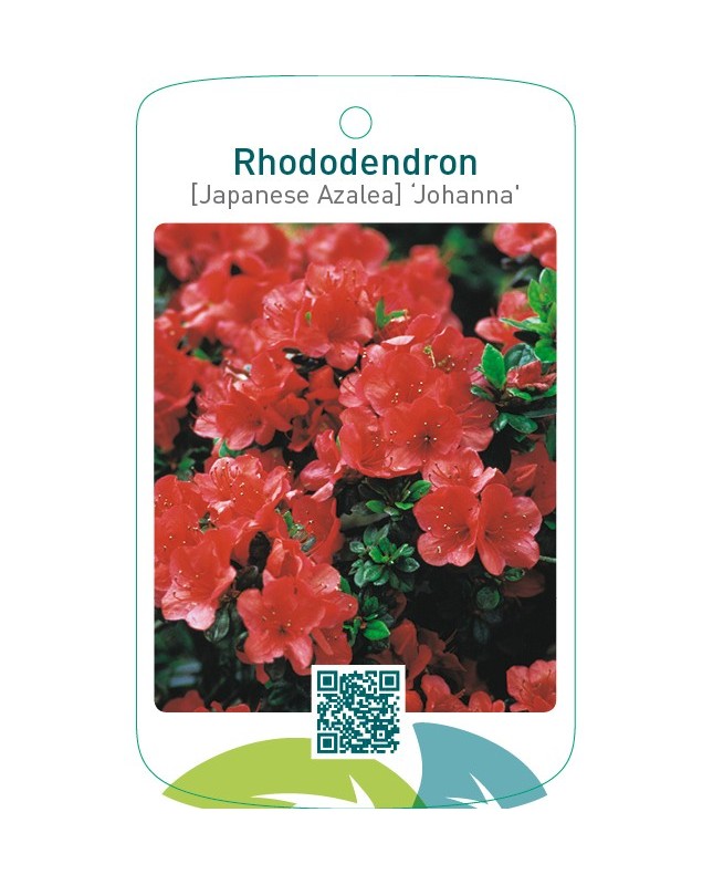 Rhododendron [Japanese Azalea] ‘Johanna’