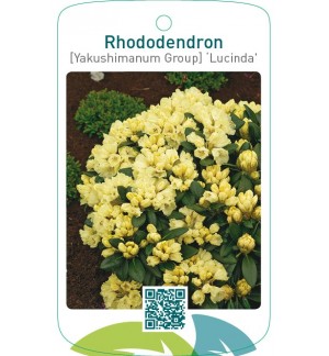 Rhododendron [Yakushimanum Group] ‘Lucinda’