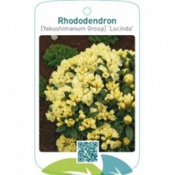 Rhododendron [Yakushimanum Group] ‘Lucinda’