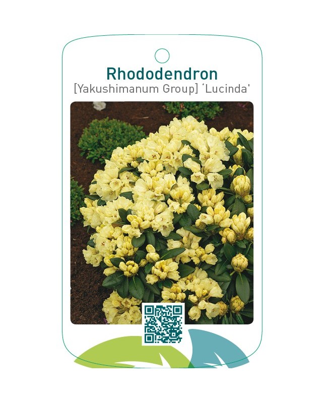Rhododendron [Yakushimanum Group] ‘Lucinda’