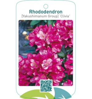 Rhododendron [Yakushimanum Group] ‘Clivia’