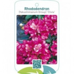 Rhododendron [Yakushimanum Group] ‘Clivia’