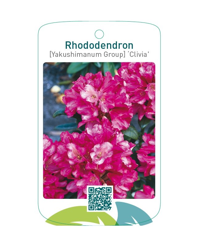 Rhododendron [Yakushimanum Group] ‘Clivia’