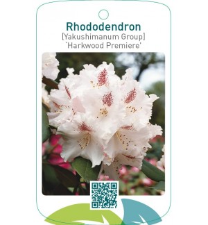 Rhododendron [Yakushimanum Group] ‘Harkwood Premiere’