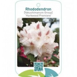 Rhododendron [Yakushimanum Group] ‘Harkwood Premiere’