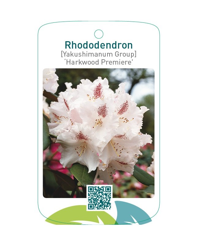 Rhododendron [Yakushimanum Group] ‘Harkwood Premiere’