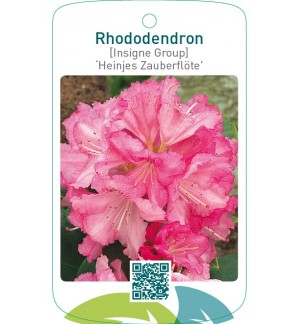 Rhododendron [Insigne Group] ‘Heinjes Zauberflöte’