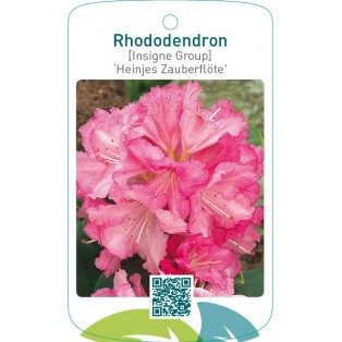 Rhododendron [Insigne Group] ‘Heinjes Zauberflöte’