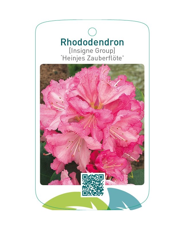 Rhododendron [Insigne Group] ‘Heinjes Zauberflöte’