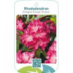 Rhododendron [Insigne Group] ‘Ariane’