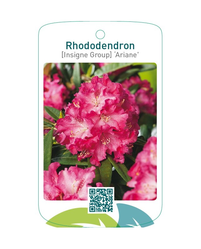 Rhododendron [Insigne Group] ‘Ariane’