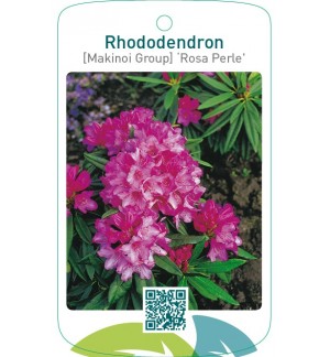 Rhododendron [Makinoi Group] ‘Rosa Perle’