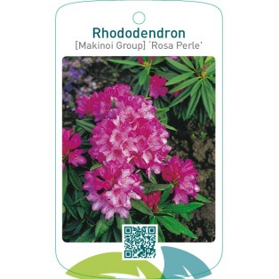 Rhododendron [Makinoi Group] ‘Rosa Perle’