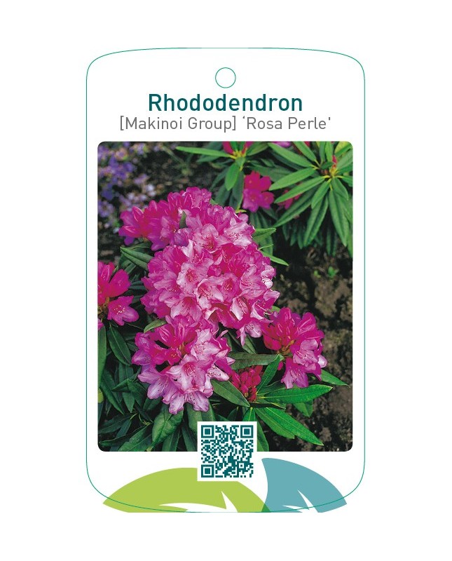 Rhododendron [Makinoi Group] ‘Rosa Perle’