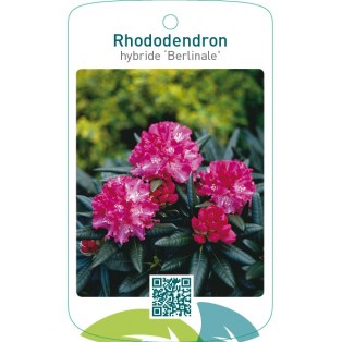 Rhododendron hybride ‘Berlinale’
