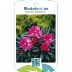 Rhododendron hybride ‘Berlinale’