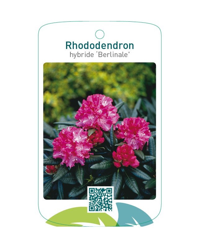 Rhododendron hybride ‘Berlinale’
