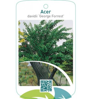 Acer davidii ‘George Forrest’