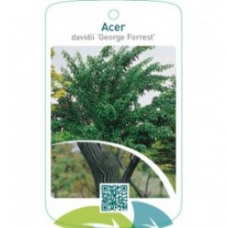 Acer davidii ‘George Forrest’