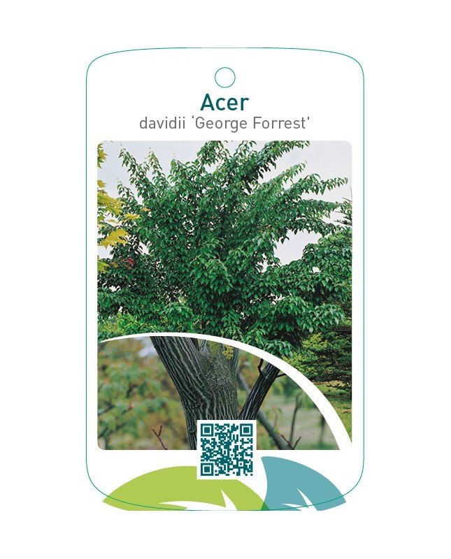 Acer davidii ‘George Forrest’