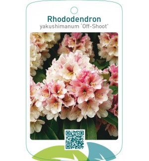 Rhododendron yakushimanum ‘Off-Shoot’