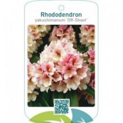Rhododendron yakushimanum ‘Off-Shoot’
