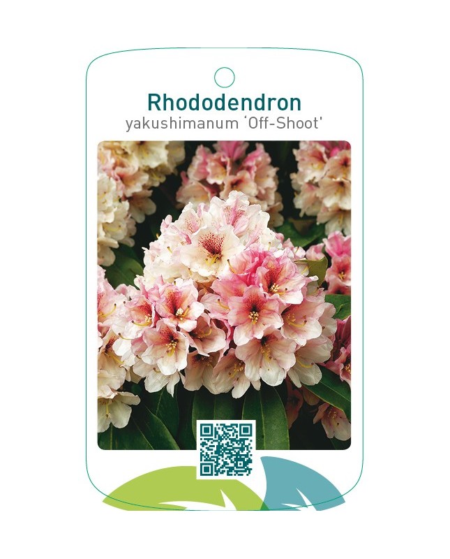 Rhododendron yakushimanum ‘Off-Shoot’