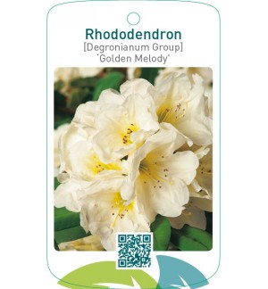 Rhododendron [Degronianum grp] ‘Golden Melody’