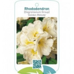 Rhododendron [Degronianum grp] ‘Golden Melody’